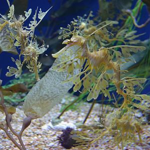 Sea Dragons