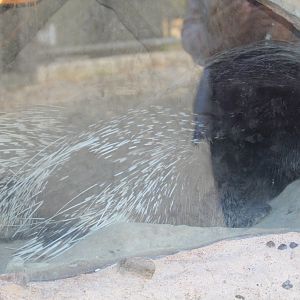African Crested Porcupine