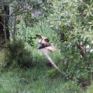African Hunting Dog