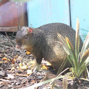 Agouti