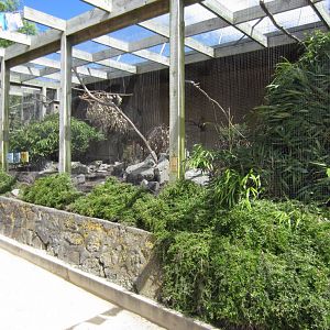 Aviary for Derbyan, Pigeons and Monals