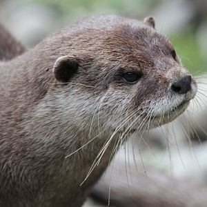 Asian Small-clawed Otter