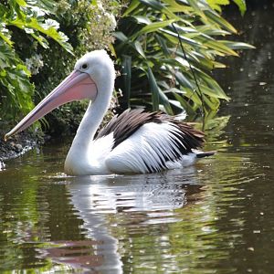Australian Pelican