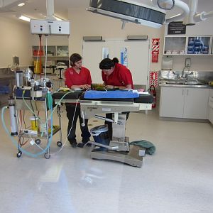 Changing a bandage on a macaw, The Nest