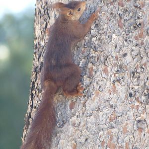 European red squirrel