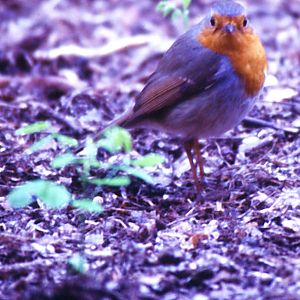 European robin