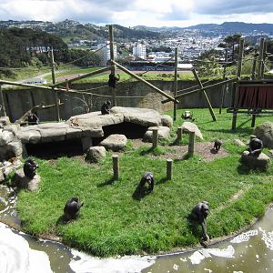 Chimp enclosure