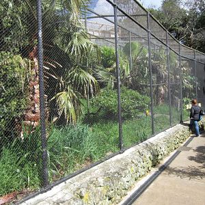 Cottontop Tamarin and Sun Conure Aviary