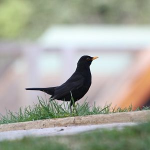 European Blackbird