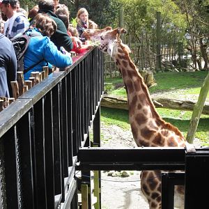 Giraffe feeding