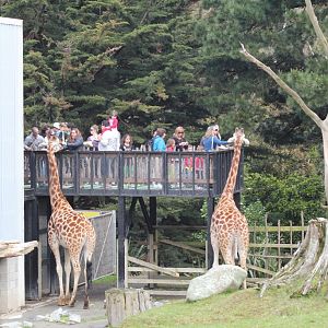 Giraffe feeding