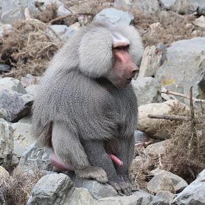 Hamadryas Baboon male