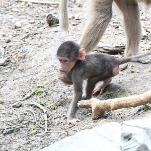Hamadryas Baboon infant