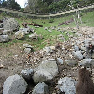 Baboon enclosure