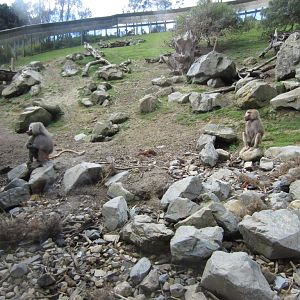 Baboon enclosure