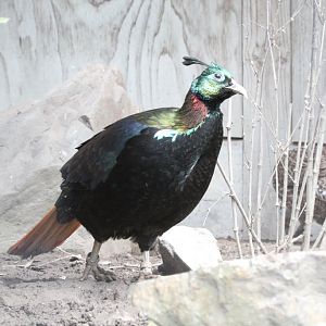 Himalayan Monal