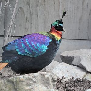 Himalayan Monal