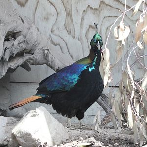 Himalayan Monal