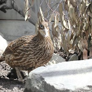 Himalayan Monal hen