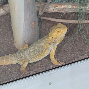 Inland Bearded Dragon