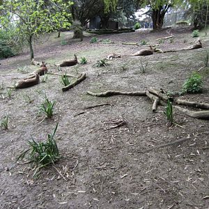 Eastern Grey Kangaroo enclosure