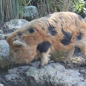 Kunekune Pig