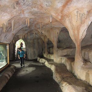 Artificial Cave - ground level viewing of Lions