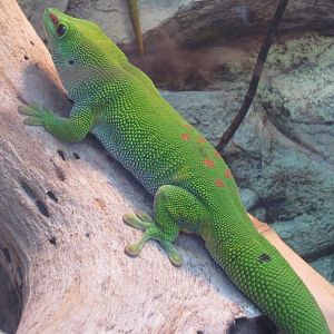 Madagascan Gecko