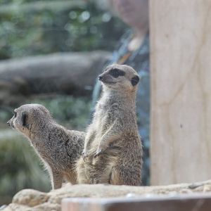 Meerkat