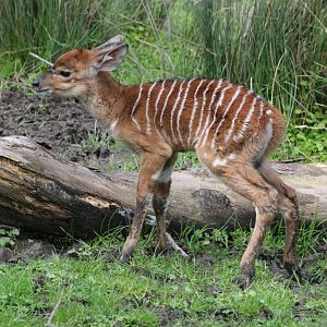 Nyala Calf - only a few hours old