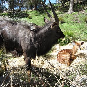 Nyala pair