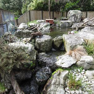 Asian Small-clawed Otter enclosure