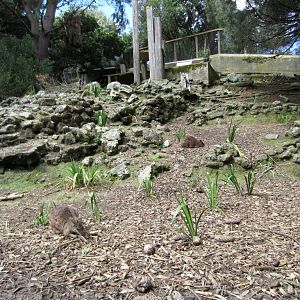Parma Wallaby enclosure