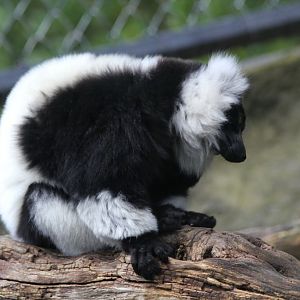Ruffed Lemur