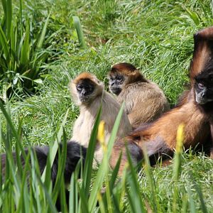 Spider Monkeys