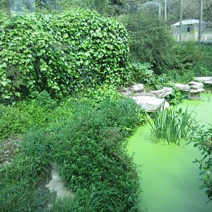 Interior of Sumatran Tiger cage