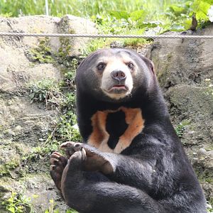 Sun Bear