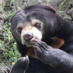Sun Bear