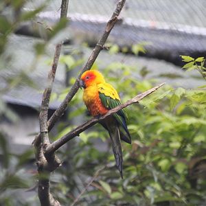 Sun Conure