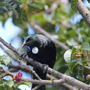 Wild Tui