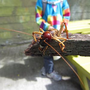 Tree Weta male