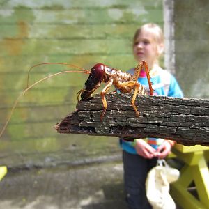Tree Weta male