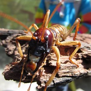 Tree Weta male
