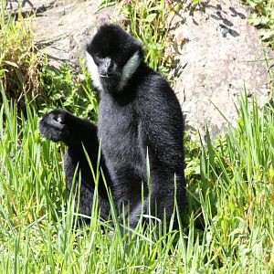Whitecheeked Gibbon male