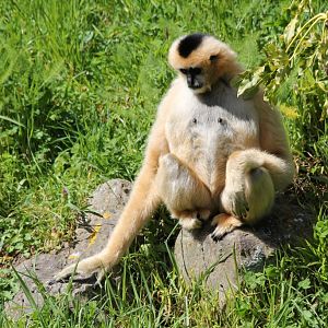 Whitecheeked Gibbon female