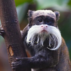 Emperor Tamarin