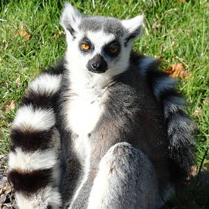 Ring-tailed Lemur