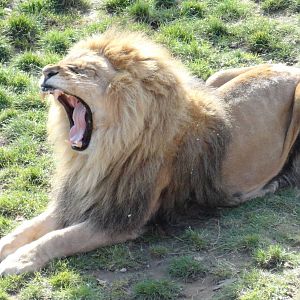 African Lion - Oct 2011