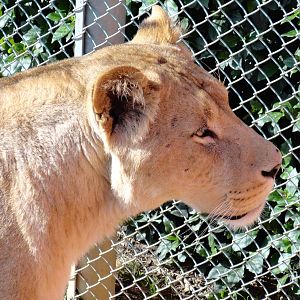 African Lion - Oct 2011