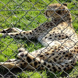 Cheetah  - Oct 2011